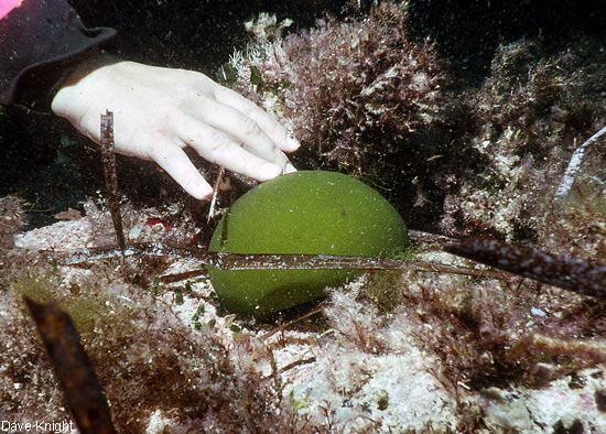 Codium bursa