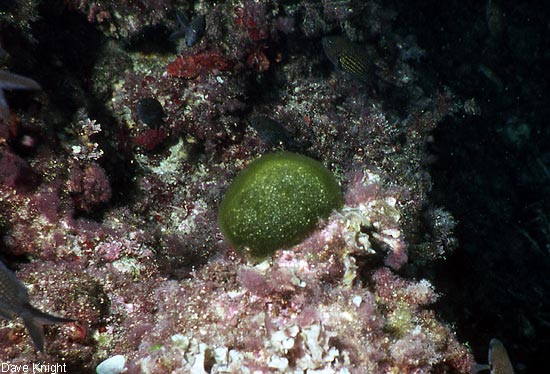 Codium bursa