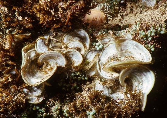 Padina pavonica