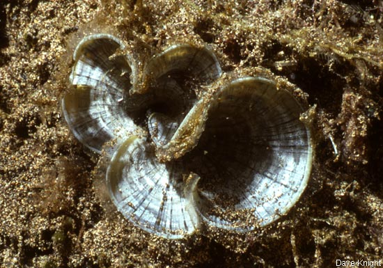Padina pavonica