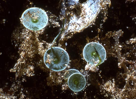 Acetabularia acetabulum