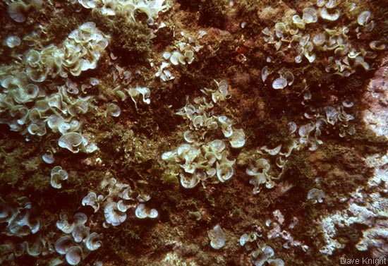Padina pavonica