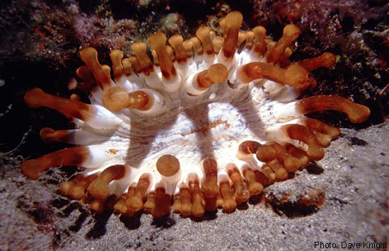 93e15-5_anenome