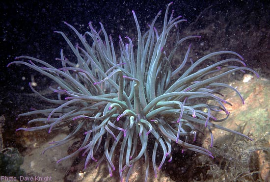 Snakelocks anemone, UK.