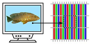 Display pixels