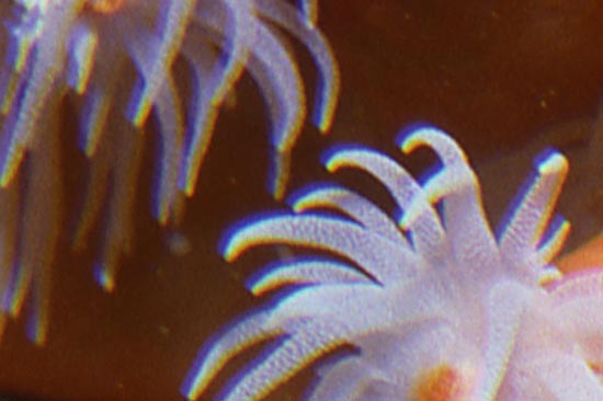 chromatic-aberration_3