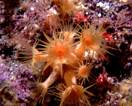 Parazoanthus axinellae