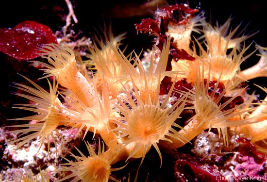 Parazoanthus axinellae
