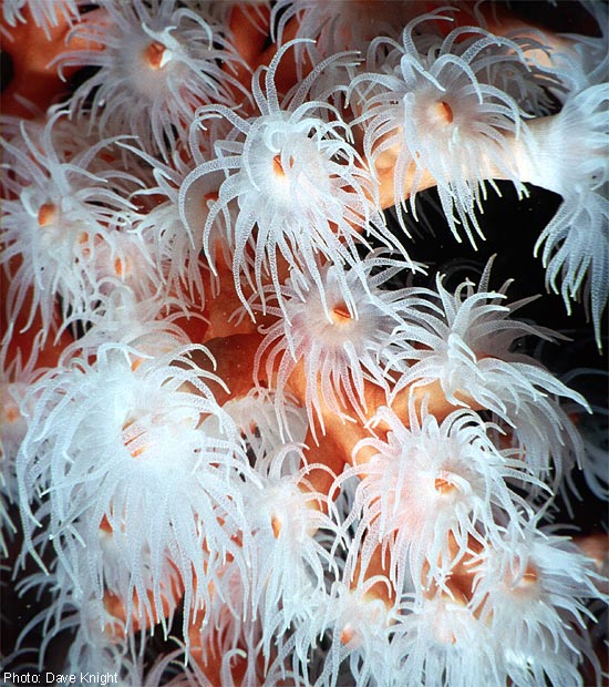 Red Coral. Lanzarote, Canary Is.
