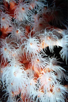 red coral