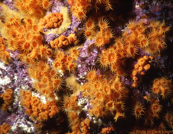 Parazoanthus axinellae