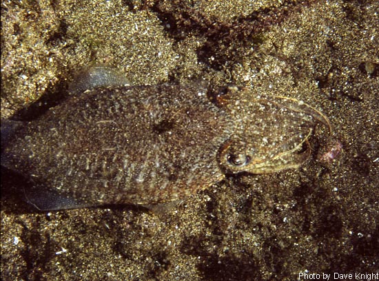 Cuttlefish camouflaged.