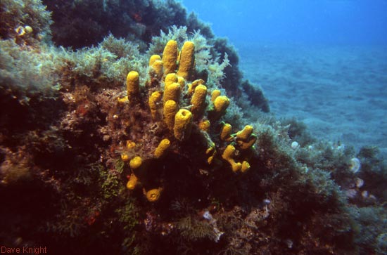 r93e15-09_sponges