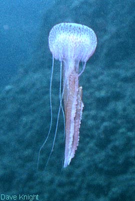 Jellyfish
