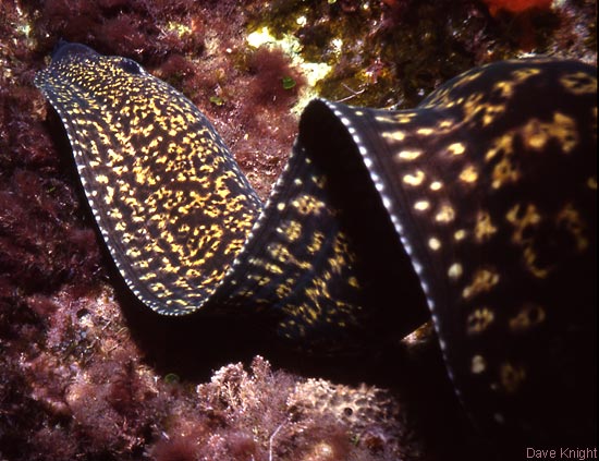 Moray eel. Menorca.