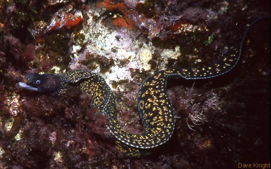 Moray eel. Menorca.