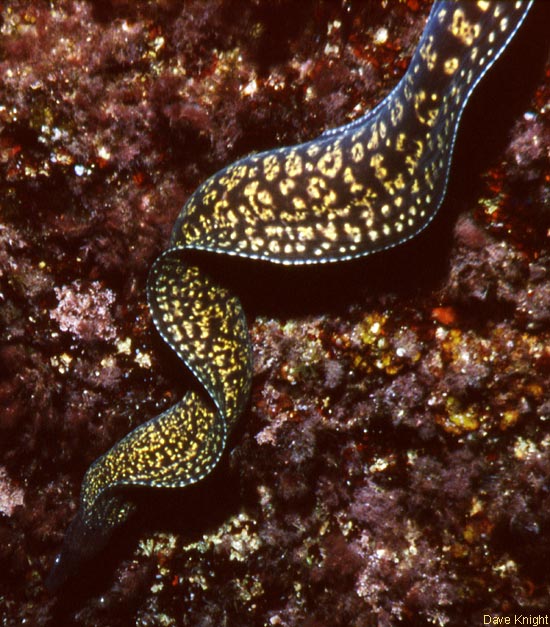 Moray eel. Menorca.