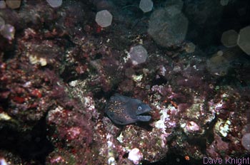 r92k07-22_moray