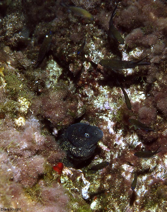 Moray eel. Menorca.