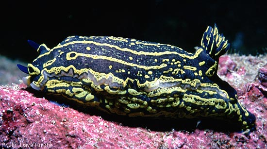 Hypselodoris elegans