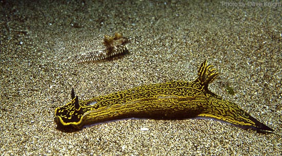 Hypselodoris elegans