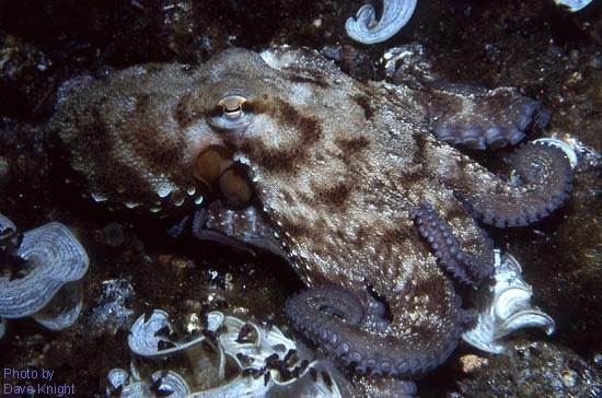 Octopus, Lanzarote.