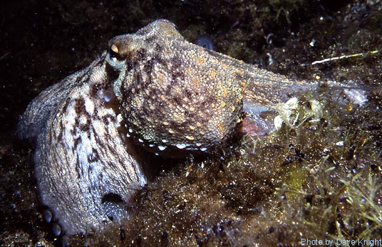 Octopus, Lanzarote.