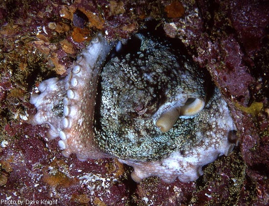 Sleeping Octopus. 