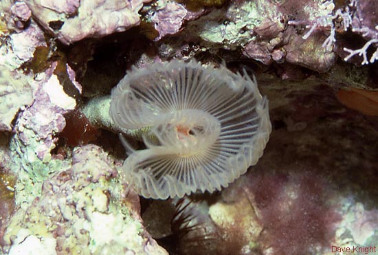 Phoronid worm