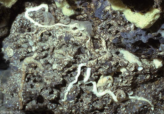 Phoronid encrustation