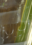 Electrode structure